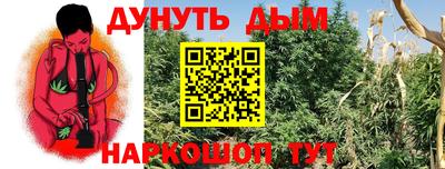 индика Кингисепп